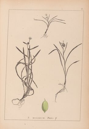 Herbier de la flore française Pl.1121
