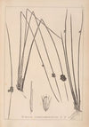Herbier de la flore française Pl.1122