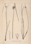 Herbier de la flore française Pl.1123