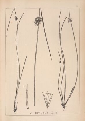Herbier de la flore française Pl.1123