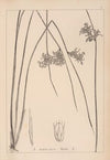 Herbier de la flore française Pl.1124