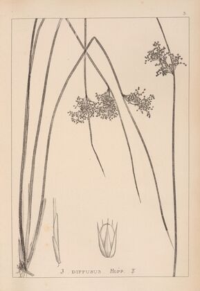 Herbier de la flore française Pl.1124