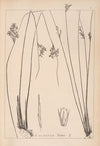 Herbier de la flore française Pl.1125