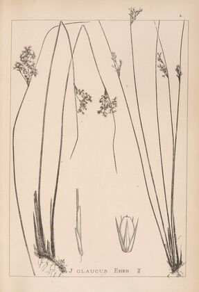 Herbier de la flore française Pl.1125