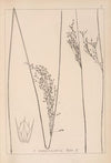Herbier de la flore française Pl.1126