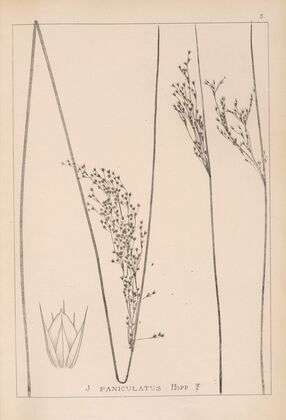 Herbier de la flore française Pl.1126