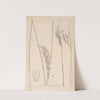 Herbier de la flore française Pl.1126 by Louis Antoine Cusin