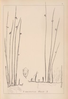 Herbier de la flore française Pl.1127