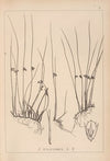 Herbier de la flore française Pl.1128