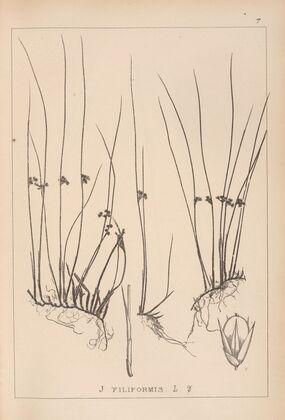 Herbier de la flore française Pl.1128