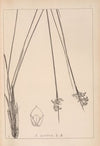 Herbier de la flore française Pl.1129