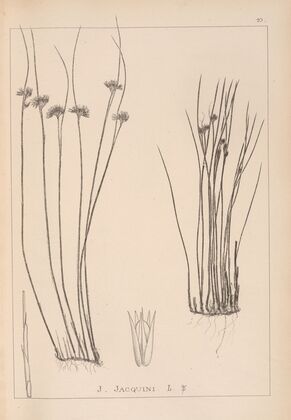 Herbier de la flore française Pl.1131