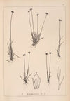 Herbier de la flore française Pl.1132