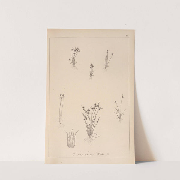 Herbier de la flore française Pl.1135 by Louis Antoine Cusin