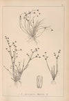Herbier de la flore française Pl.1136