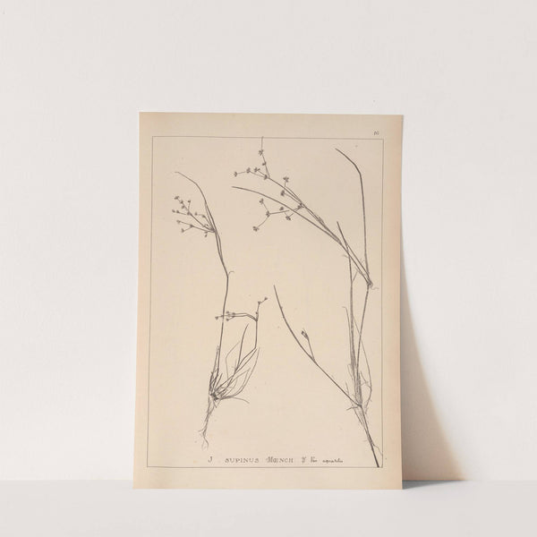 Herbier de la flore française Pl.1137 by Louis Antoine Cusin