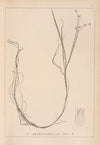 Herbier de la flore française Pl.1138