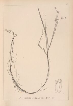 Herbier de la flore française Pl.1138