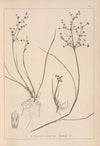 Herbier de la flore française Pl.1139