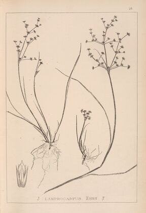 Herbier de la flore française Pl.1139