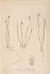 Herbier de la flore française Pl.1142