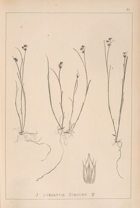 Herbier de la flore française Pl.1142