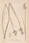 Herbier de la flore française Pl.1143