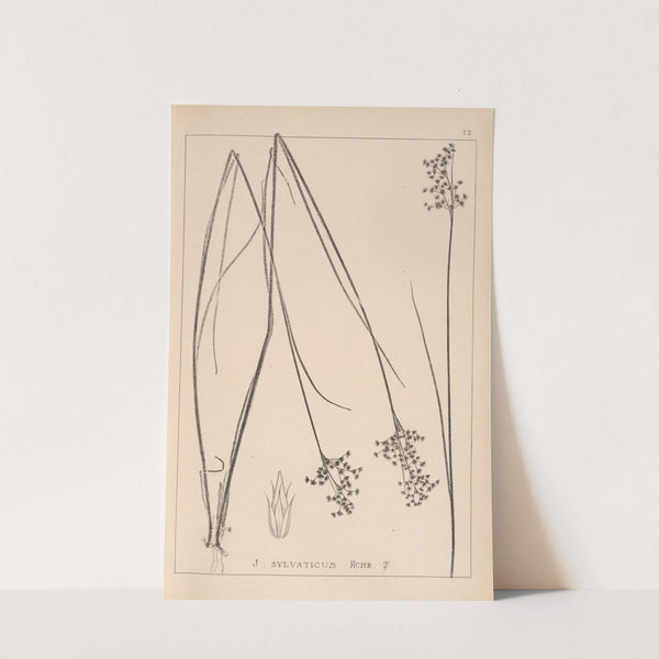 Herbier de la flore française Pl.1143 by Louis Antoine Cusin