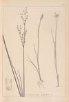 Herbier de la flore française Pl.1144