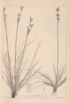 Herbier de la flore française Pl.1147