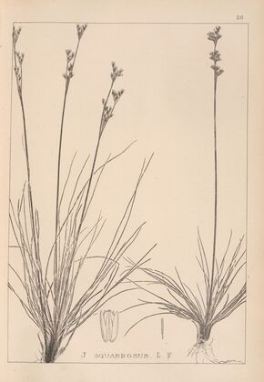 Herbier de la flore française Pl.1147