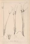 Herbier de la flore française Pl.1148