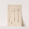Herbier de la flore française Pl.1148 by Louis Antoine Cusin