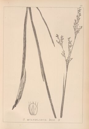 Herbier de la flore française Pl.1149