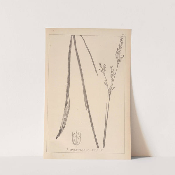 Herbier de la flore française Pl.1149 by Louis Antoine Cusin