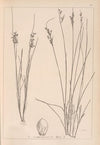 Herbier de la flore française Pl.1150