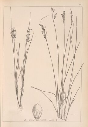 Herbier de la flore française Pl.1150