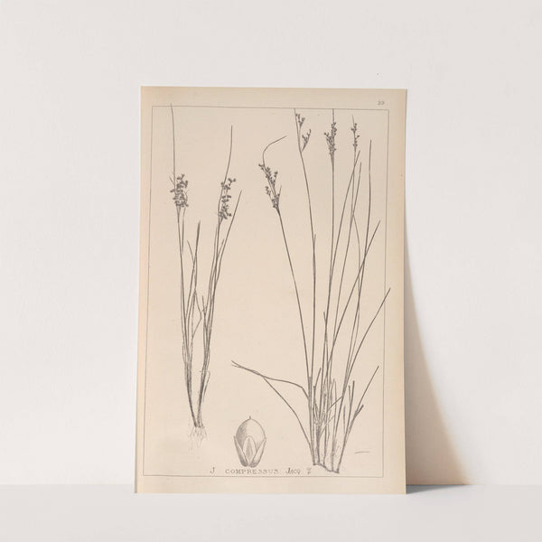 Herbier de la flore française Pl.1150 (1867-1876) by Louis Antoine Cusin
