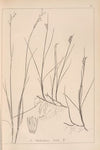Herbier de la flore française Pl.1151
