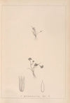 Herbier de la flore française Pl.1152