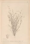 Herbier de la flore française Pl.1154
