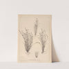 Herbier de la flore française Pl.1155 (1867-1876) by Louis Antoine Cusin