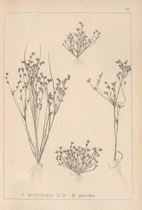 Herbier de la flore française Pl.1156