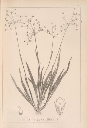 Herbier de la flore française Pl.1157