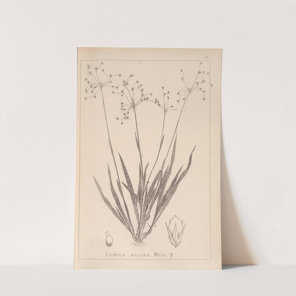 Herbier de la flore française Pl.1157 (1867-1876) by Louis Antoine Cusin