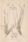 Herbier de la flore française Pl.1158