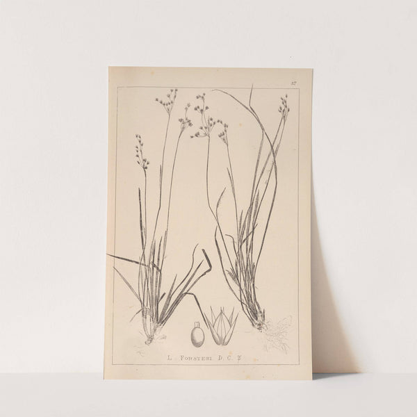 Herbier de la flore française Pl.1158 (1867-1876) by Louis Antoine Cusin