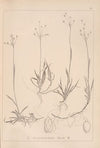 Herbier de la flore française Pl.1159