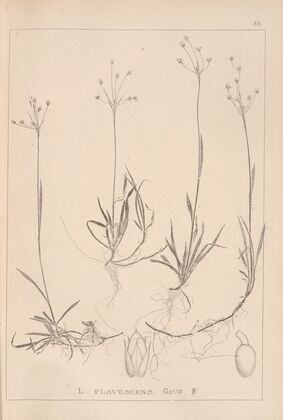 Herbier de la flore française Pl.1159