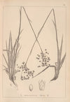 Herbier de la flore française Pl.1160